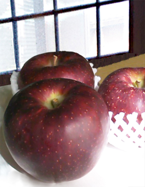 窓とリンゴ